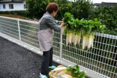 ゆうあい七浦菜園の大根